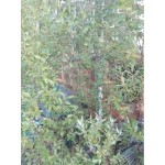  - Продажа земельного участка: 11512.00 кв.м.